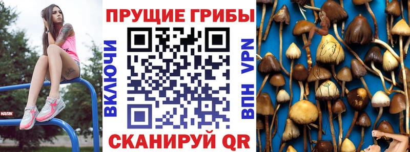Псилоцибиновые грибы Cubensis  Тара 
